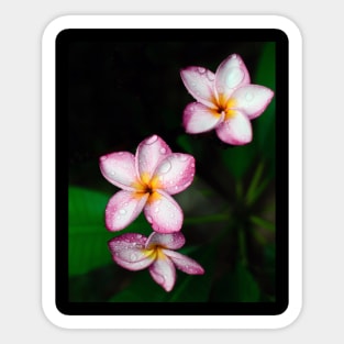 plumeria-flowers-frangipani-floral-white-pink-blossoms-shirtyshirto-34 Sticker